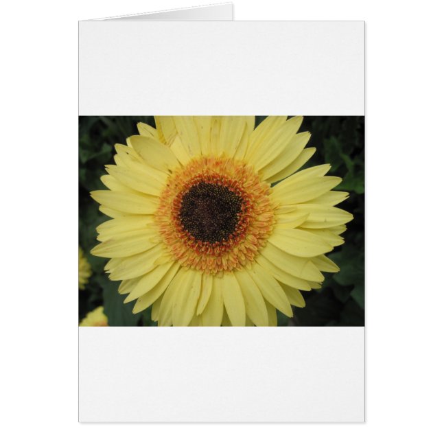 One Sunburst Flower (Voorkant)