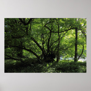 Ongebruikelijke boom, Bute Park, Cardiff, Wales Poster