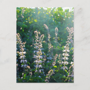 ongedefinieerd briefkaart