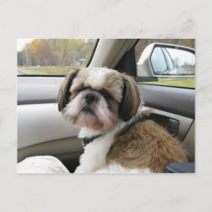 Ongeduldige passagier briefkaart