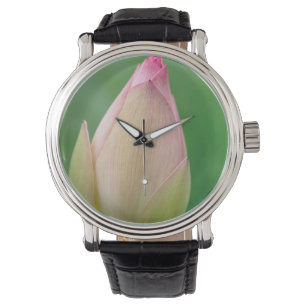 Ongeoende Waterleliebol, Durban Botanical Horloge