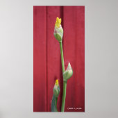 Ongeopend - Geel Poster (Voorkant)