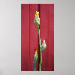 Ongeopend - Geel Poster