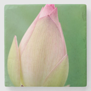 Ongeopende waterLily Bulb, Durban Botanical Stenen Onderzetter