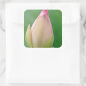 Ongeopende waterLily Bulb, Durban Botanical Vierkante Sticker (Tas)