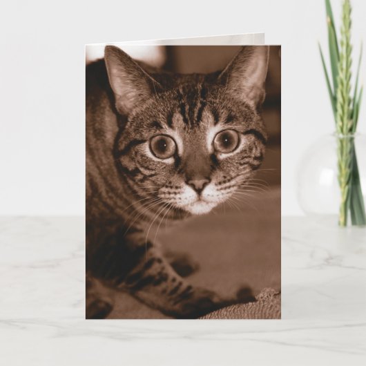 ongeruste kat kaart (Voorkant)