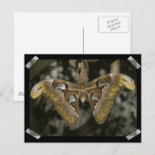 Ongewoon Briefkaart (Voorkant / Achterkant)