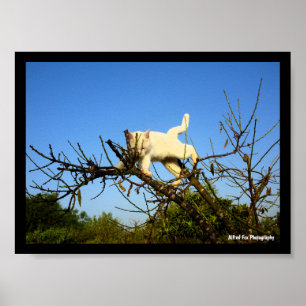 Onhandige witte kat in amandelboom poster
