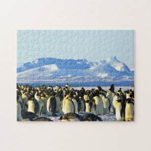 Onmogelijke puzzel - Penguins-kolonie
