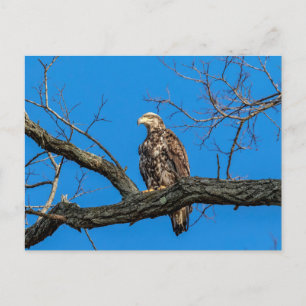 Onrijpe Bald Eagle in Peekskills, NY Briefkaart