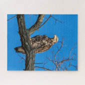 Onrijpe Bald Eagle in Peekskills, NY Legpuzzel (Horizontaal)