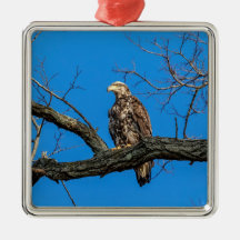 Onrijpe Bald Eagle in Peekskills, NY