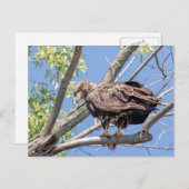 Onrijpe Bald Eagle met een Catfish Briefkaart (Voorkant / Achterkant)