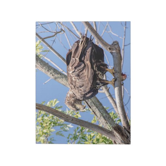 Onrijpe Bald Eagle met een Catfish Notitieblok (Gedraaid)