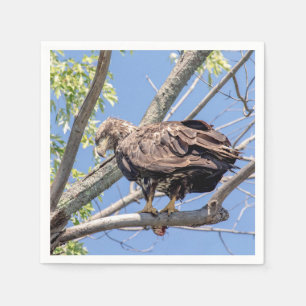 Onrijpe Bald Eagle met een Catfish Servetten