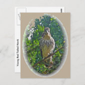 Onrijpe Red Tailed Hawk-coördinerende items Briefkaart (Voorkant / Achterkant)