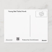Onrijpe Red Tailed Hawk-coördinerende items Briefkaart (Achterkant)