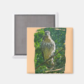 Onrijpe Red Tailed Hawk-coördinerende items Magneet (Voorkant / Achterkant)