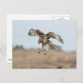 Onrijpe Rode Hawk Hovering Briefkaart (Voorkant / Achterkant)