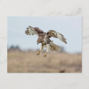 Onrijpe Rode Hawk Hovering Briefkaart