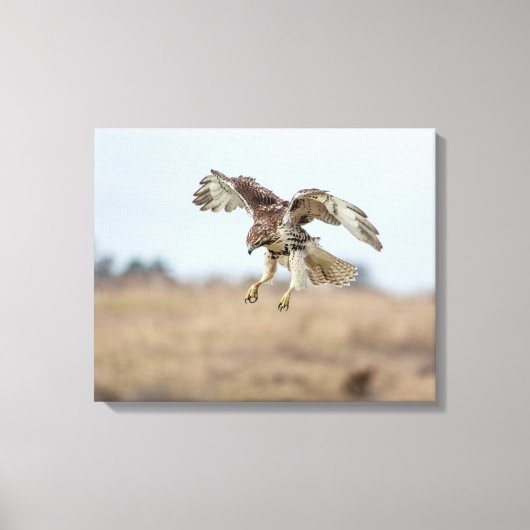 Onrijpe Rode Hawk Hovering Canvas Afdruk (Voorkant)