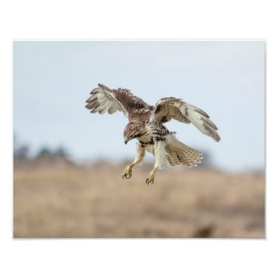 Onrijpe Rode Hawk Hovering Foto Afdruk