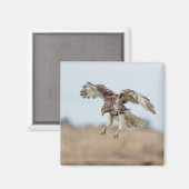 Onrijpe Rode Hawk Hovering Magneet (Voorkant / Achterkant)