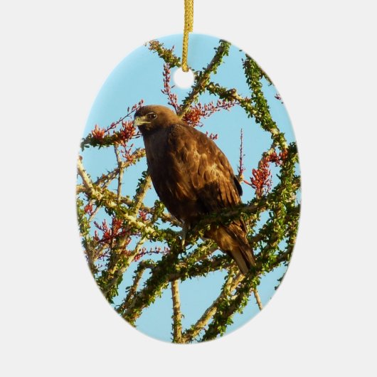 Onrijpe Rode Hawk in de Struik van Ocotillo Keramisch Ornament (Voorkant)