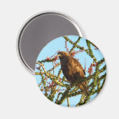 Onrijpe Rode Hawk in de Struik van Ocotillo Magneet (Voorkant / Achterkant)