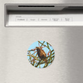 Onrijpe Rode Hawk in de Struik van Ocotillo Magneet (Insitu (Vaatwasser))