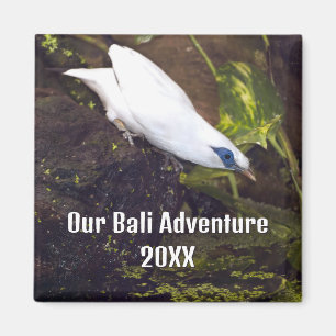 Ons Bali Avontuur 2026 Bali Myna Vogel Kunst Magneet