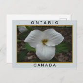 Ontario, Canada Trillium Briefkaart (Voorkant / Achterkant)