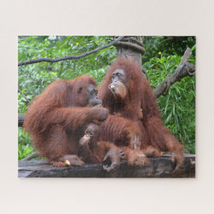 Ontbijt de dierentuin Orangutans Singapore Legpuzzel