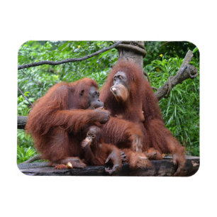 Ontbijt de Orangutans Singapore Zoo Magneet