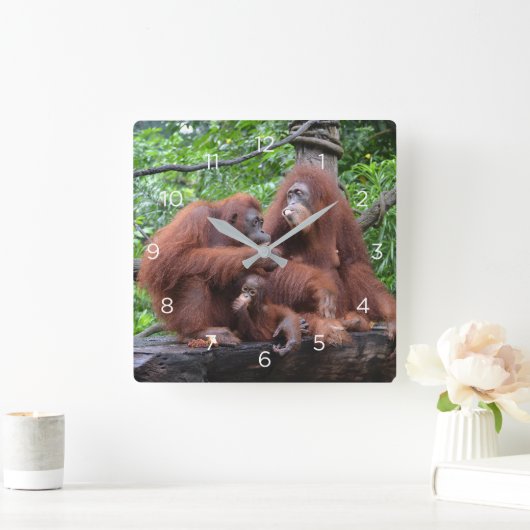 Ontbijt de Orangutans Singapore Zoo Vierkante Klok (Huis)