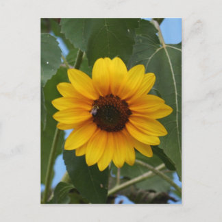 Ontbijt voor een bijen! briefkaart