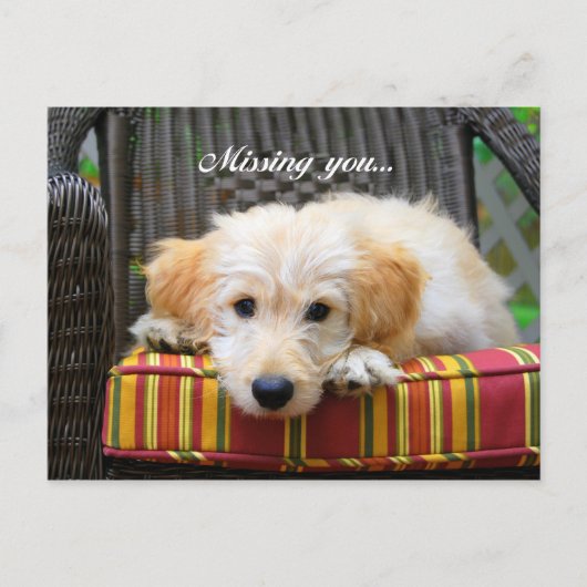 Ontbrekend U Golden Doodle Briefkaart (Voorkant)