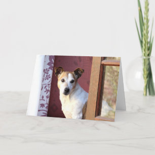 Ontbrekende hond kaart