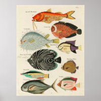 Ontdek het Colorful Marine Life. Vintage Poster.