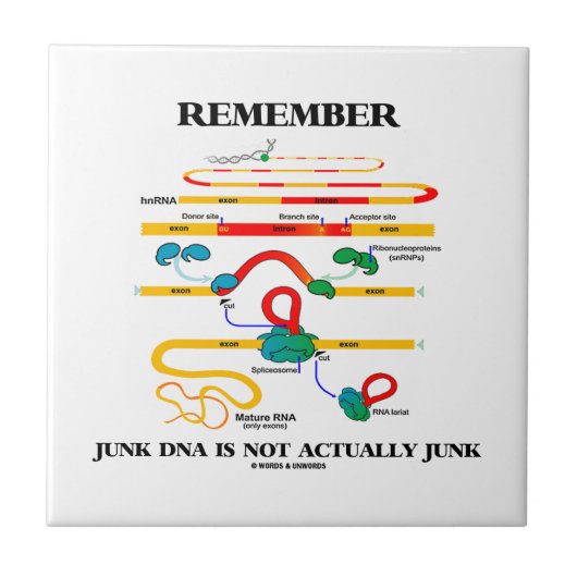 Onthoud dat het DNA van Junk niet echt Junk is Tegeltje (Voorkant)