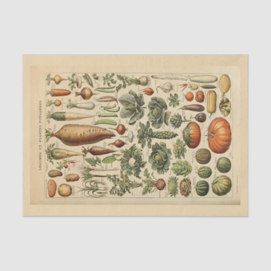 Ontkoppel papier 10 x 15 inch - Botanisch artikel  (Voorkant)