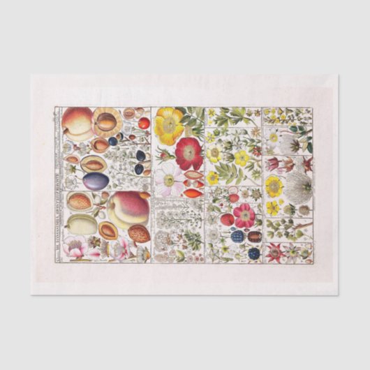 Ontkoppeld papier 10 x 15 inch - Botanisch artikel (Voorkant)