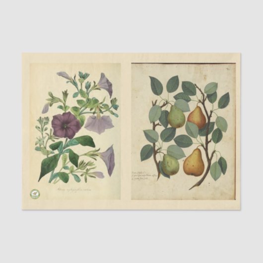 Ontkoppeld papier 10 x 15 inch - Botanisch artikel (Voorkant)