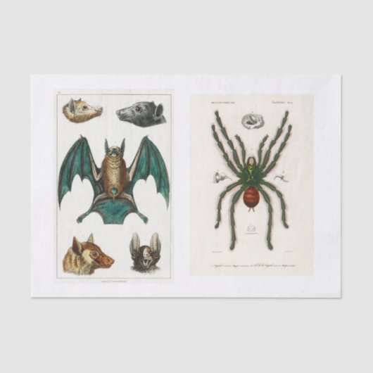 Ontkoppeling van het collectie Halloween Tissuepapier (Voorkant)