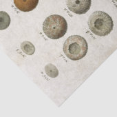 ontkoppeling van het mariene leven tissuepapier (Detail)