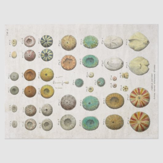 ontkoppeling van het mariene leven tissuepapier (Voorkant)