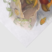 Ontkoppeling van mountaintrogon tissuepapier (Detail)