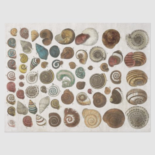 Ontkoppeling van  wetenschappelijke zeedoppen tissuepapier (Voorkant)