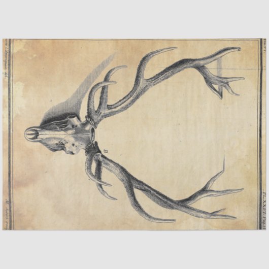 Ontkoppelpapier voor Antler Tissuepapier (Voorkant)