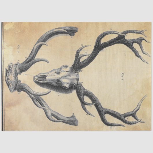 Ontkoppelpapier voor Antler Tissuepapier (Voorkant)